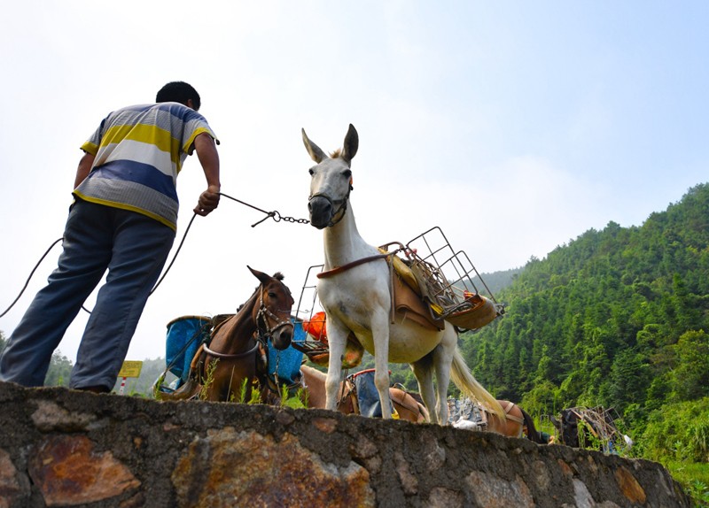 南山区骡马运输